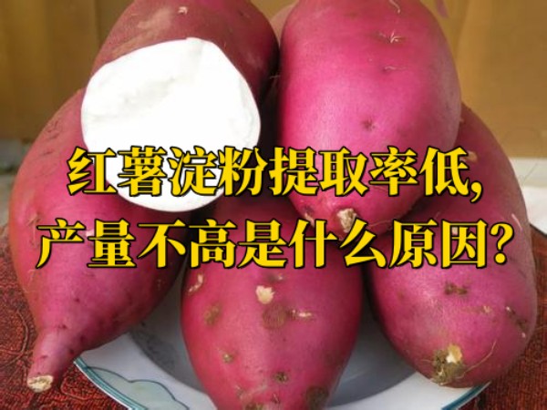 紅薯淀粉提取率低，產(chǎn)量不高是什么原因？