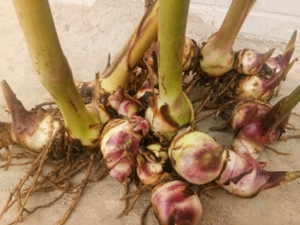 大規(guī)模生產(chǎn)芭蕉芋淀粉時(shí)，清洗設(shè)備怎么配置以確保芭蕉芋的清洗效果？